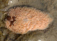 Carnivorous molluscs: sea -slugs 